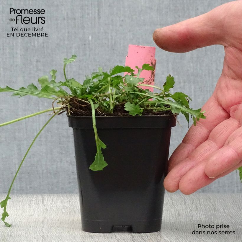 Spécimen de Leucanthemum vulgare - Marguerite commune. Godet de 8/9 cm tel que livré en hiver