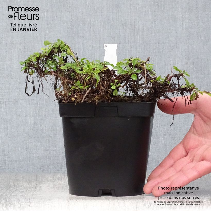 Spécimen de Leucanthemum vulgare - Marguerite commune. Pot de 2L/3L tel que livré en hiver