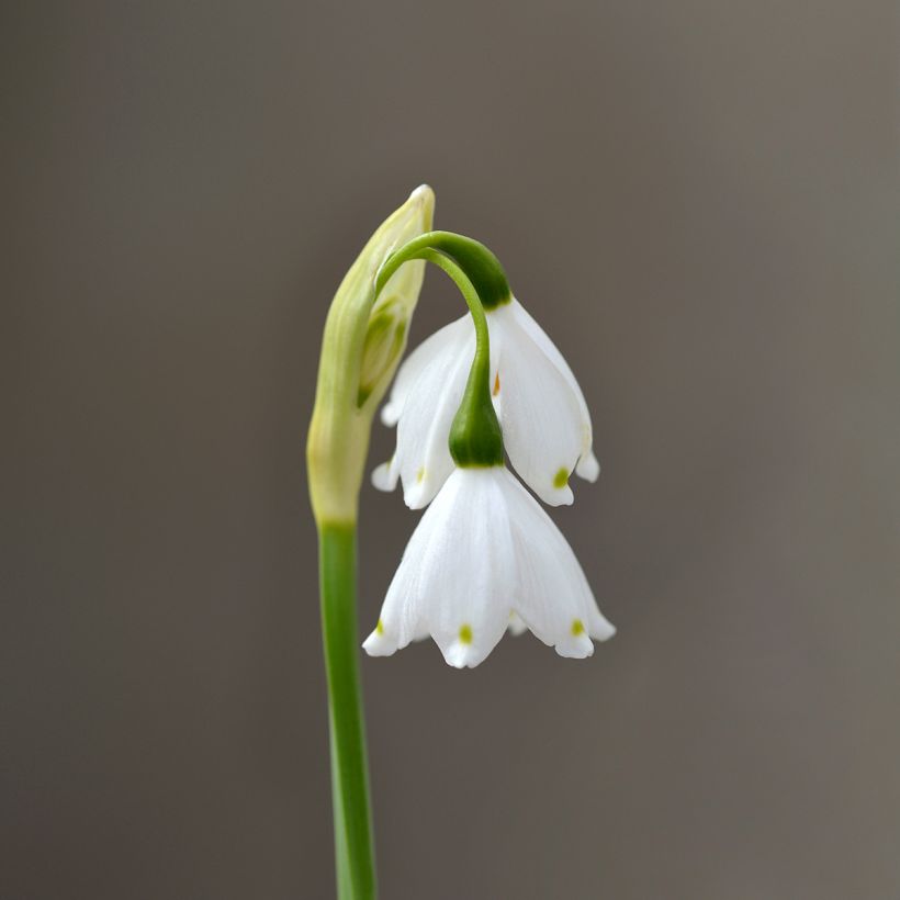 Nivéole d'été - Leucojum aestivum Bridesmaid (Floraison)