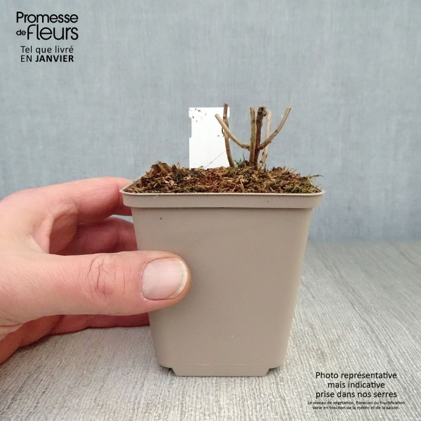 Spécimen de Leucosceptrum japonicum Golden Angel - Menthe arbustive japonaise Godet de 8/9 cm tel que livré en hiver
