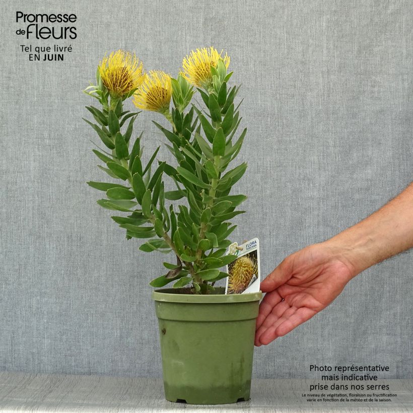 Spécimen de Leucospermum Yellow Carnival - Pelote d'épingles Jaune Pot de 2L/3L tel que livré en été