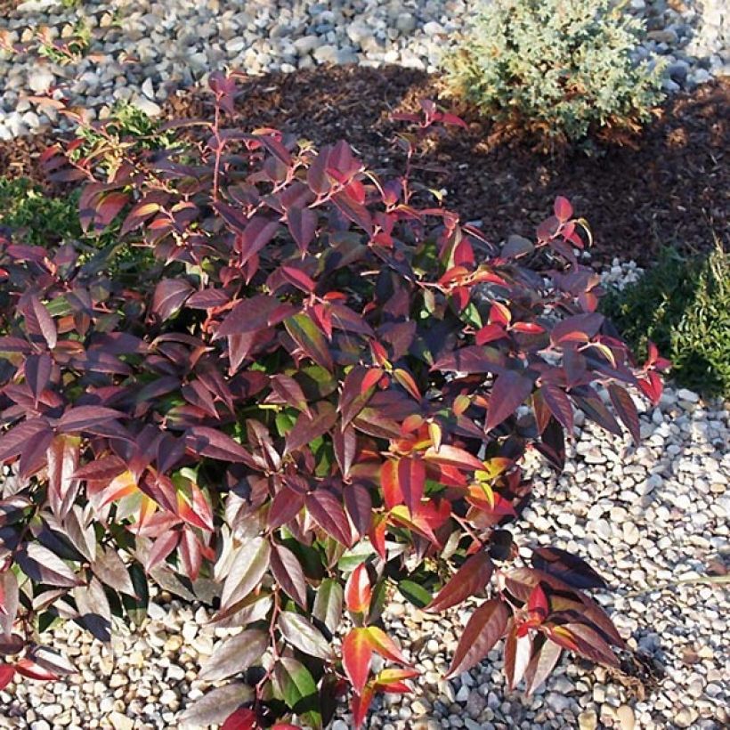 Leucothoe fontanesiana Zebonard - Leucothoe walteri Zebonard (Port)