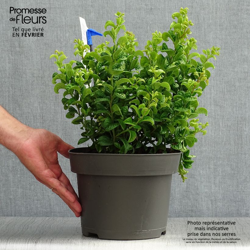 Spécimen de Leucothoe axillaris Curly Gold Pot de 2L/3L tel que livré en automne