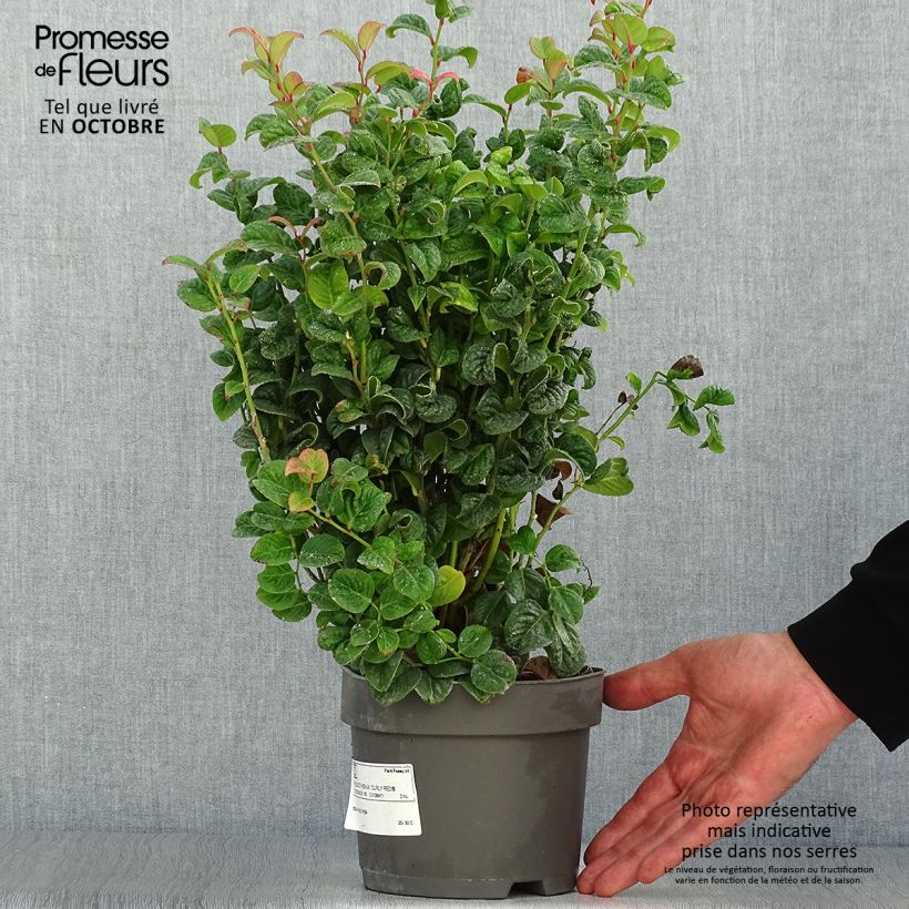 Spécimen de Leucothoe axillaris Curly Red Pot de 2L/3L tel que livré en automne