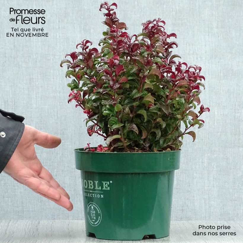 Spécimen de Leucothoe axillaris Twisting Red Pot de 3L/4L tel que livré en automne
