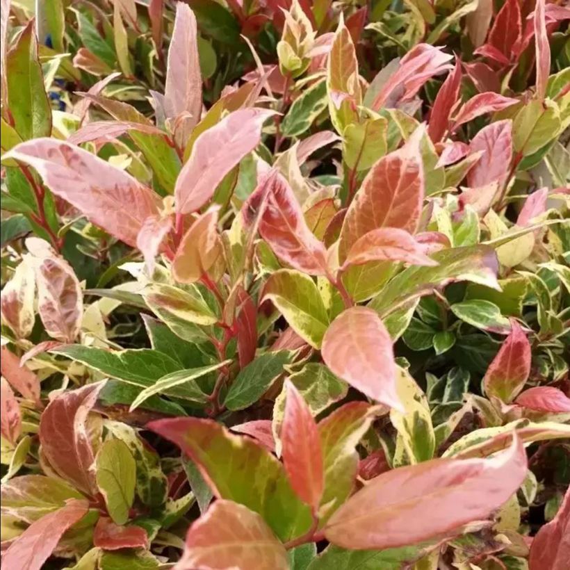 Leucothoe fontanesiana Color Diamond (Feuillage)