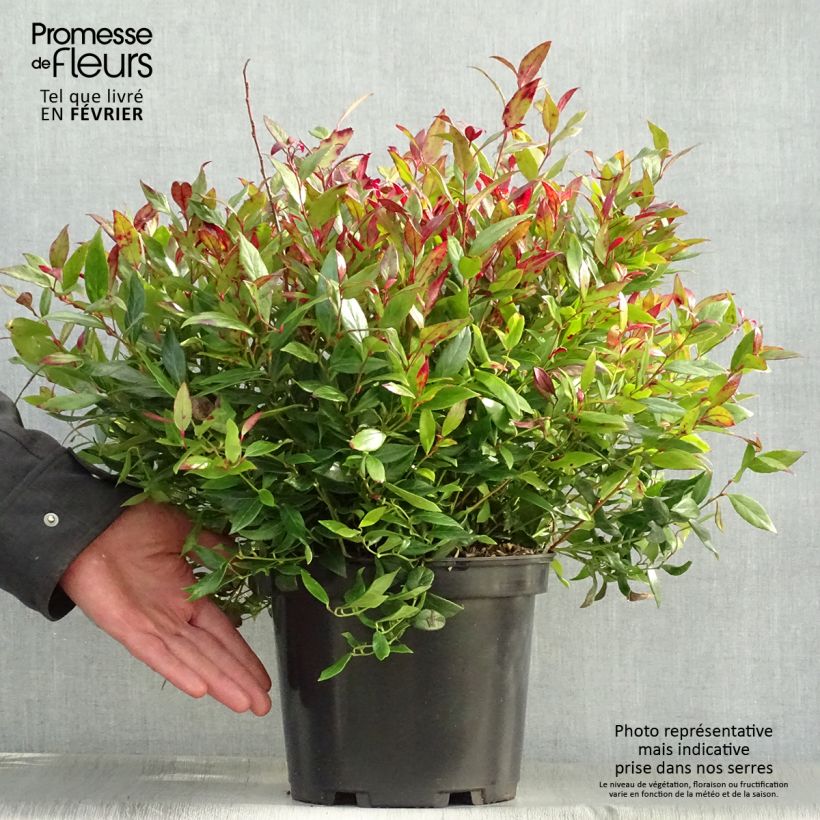 Spécimen de Leucothoe fontanesiana Little Flames Pot de 4L/5L tel que livré en hiver