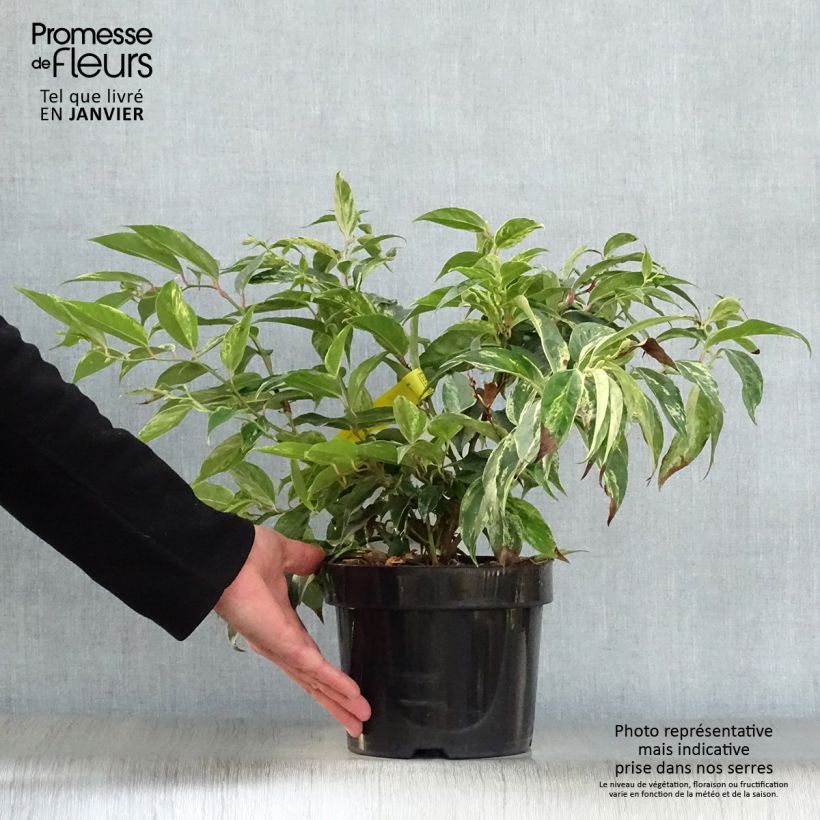 Spécimen de Leucothoe fontanesiana Rainbow Pot de 2L/3L tel que livré en hiver