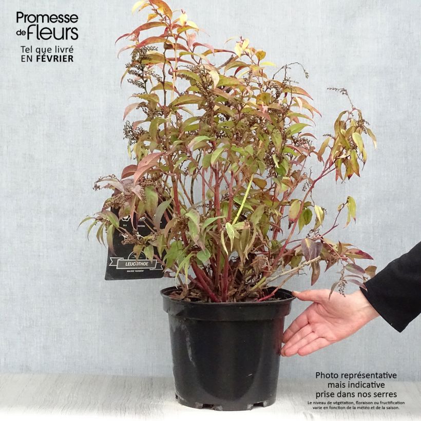 Spécimen de Leucothoe fontanesiana Rainbow Pot de 7,5L/10L tel que livré en hiver