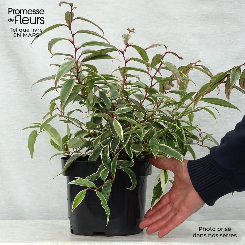 Spécimen de Leucothoe fontanesiana Whitewater Pot de 2L/3L tel que livré au printemps