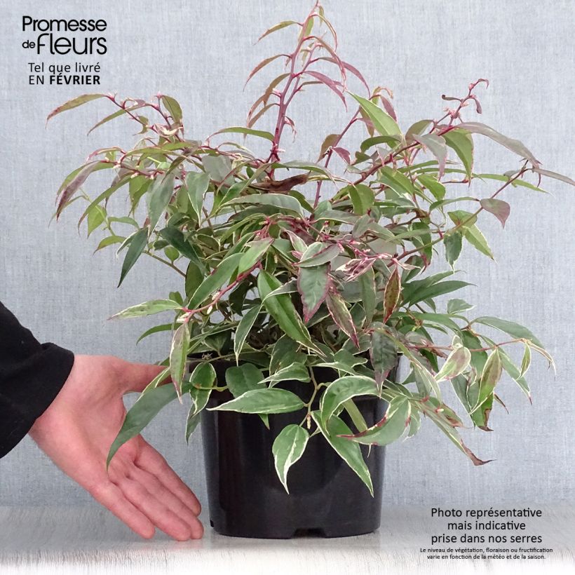 Spécimen de Leucothoe fontanesiana Whitewater Pot de 2L/3L tel que livré en hiver