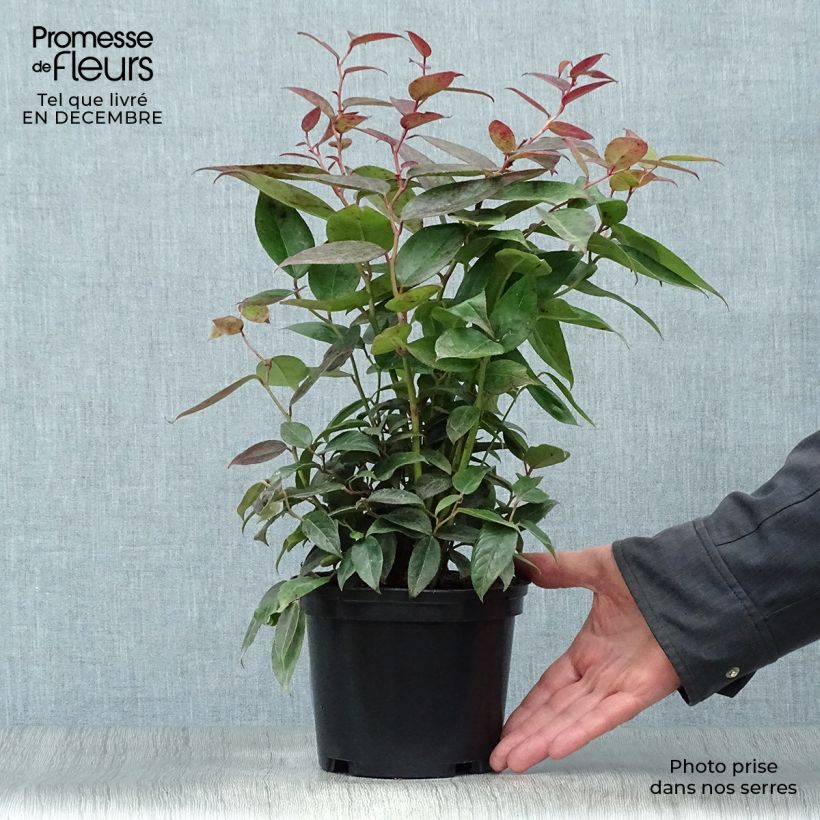 Spécimen de Leucothoe fontanesiana Zebonard - Leucothoe walteri Zebonard Pot de 2L/3L tel que livré en hiver