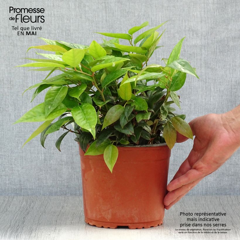 Leucothoe fontanesiana Zebonard Vaso da 2L/3L esemplare consegnato in primavera