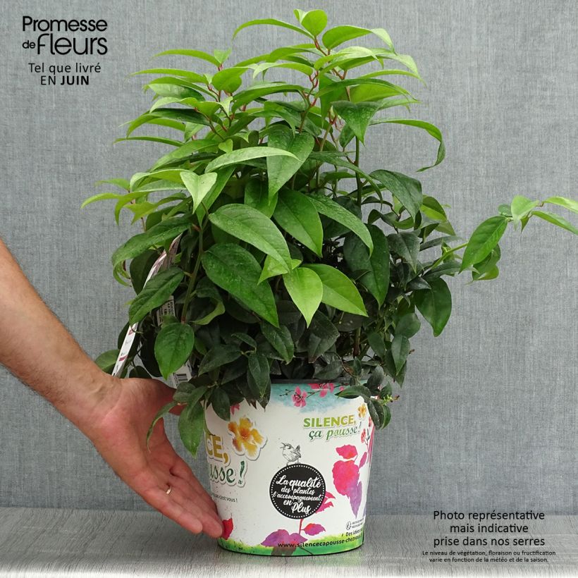 Spécimen de Leucothoe fontesiana Dark Diamond  Pot de 4L/5L tel que livré en été