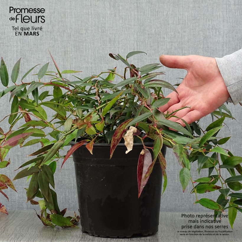 Spécimen de Leucothoe walteri Royal Ruby Pot de 2L/3L tel que livré en hiver