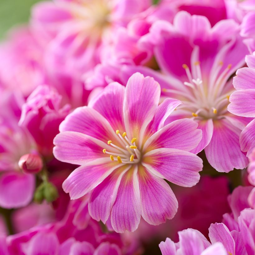 Lewisia Safira Tropic Pink (Floraison)
