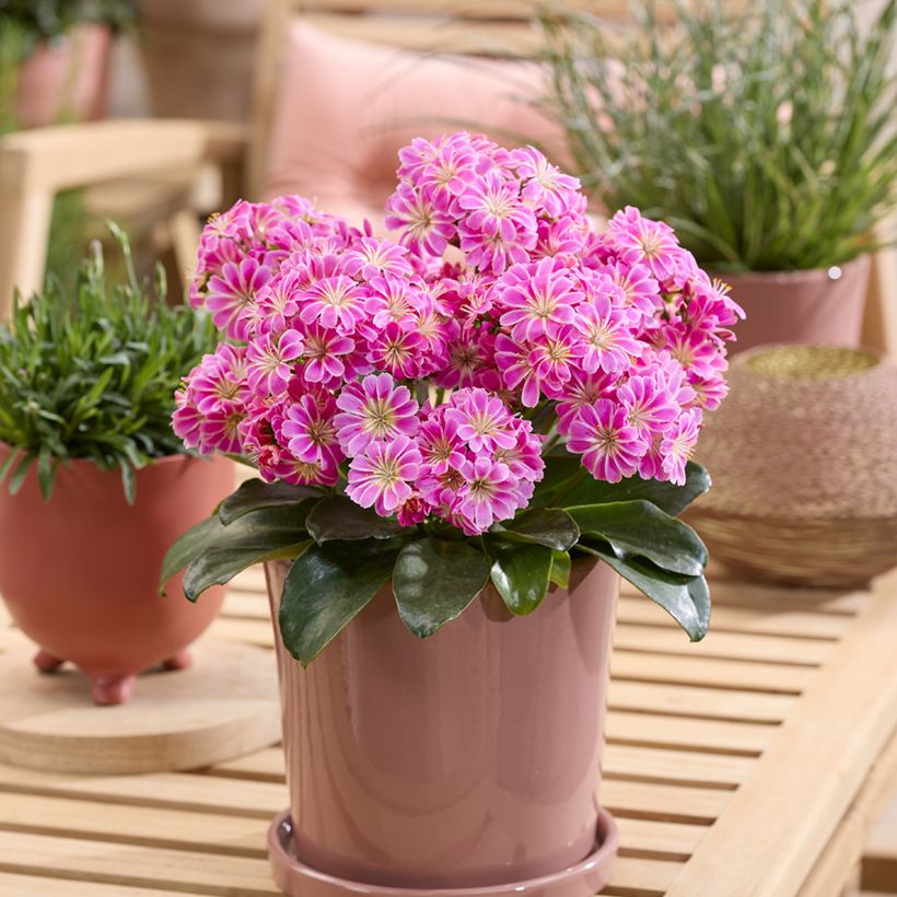 Lewisia Safira Tropic Pink (Port)