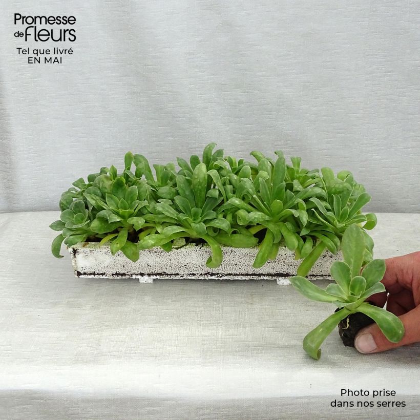 Spécimen de Lewisia cotyledon Elise en mélange Mini-motte Ø 1,5/2,5 cm tel que livré au printemps