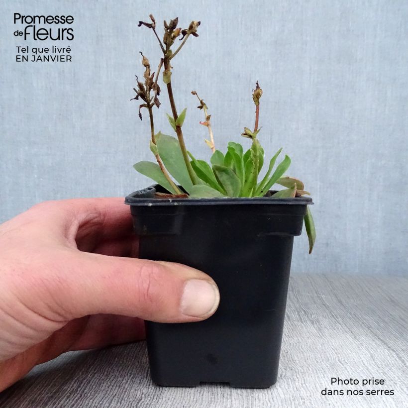 Spécimen de Lewisia cotyledon en mélange Godet de 7/8 cm tel que livré en hiver