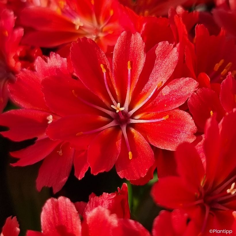 Lewisia Sunset Glow (Floraison)