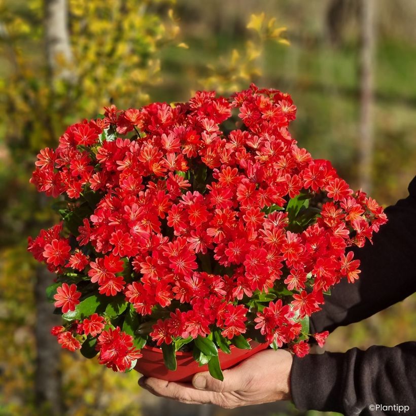 Lewisia Sunset Glow (Port)