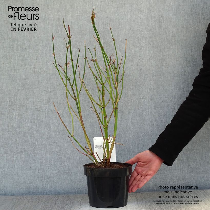 Spécimen de Leycesteria formosa Golden Lanterns - Arbre aux faisans Pot de 2L/3L tel que livré en hiver