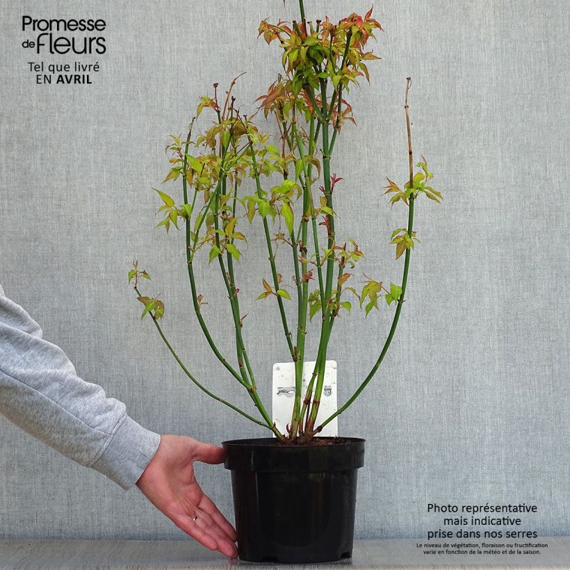 Leycesteria formosa Golden Lanterns - Madreselva del Himalaya Maceta 2L/3L Ejemplar entregado en la primavera