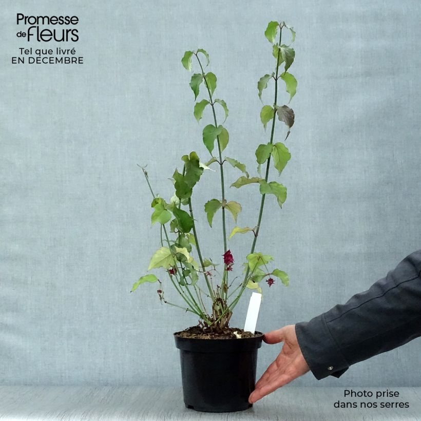 Spécimen de Arbre aux faisans Purple Rain Pot de 2L/3L tel que livré en hiver