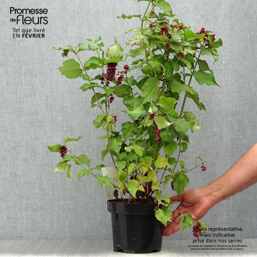 Spécimen de Arbre aux faisans Purple Rain Pot de 2L/3L tel que livré en automne