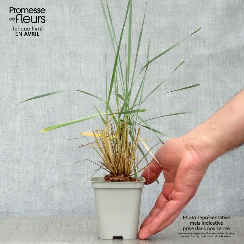 Leymus arenarius 8/9 cm pot sample as delivered in spring