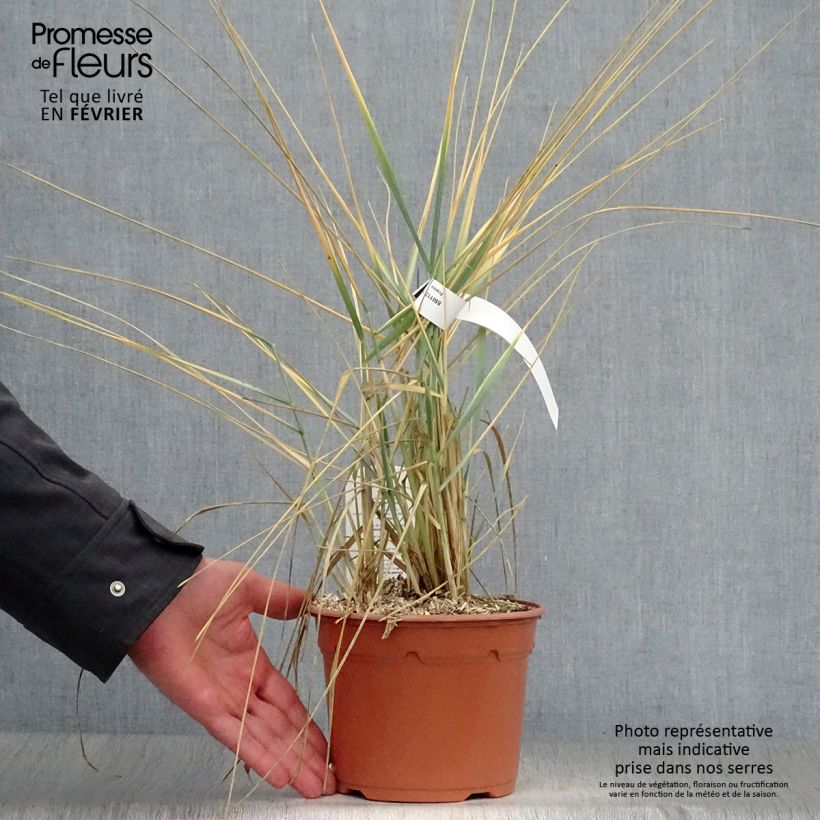 Spécimen de Leymus arenarius - Blé d'Azur Pot de 2L/3L tel que livré en hiver