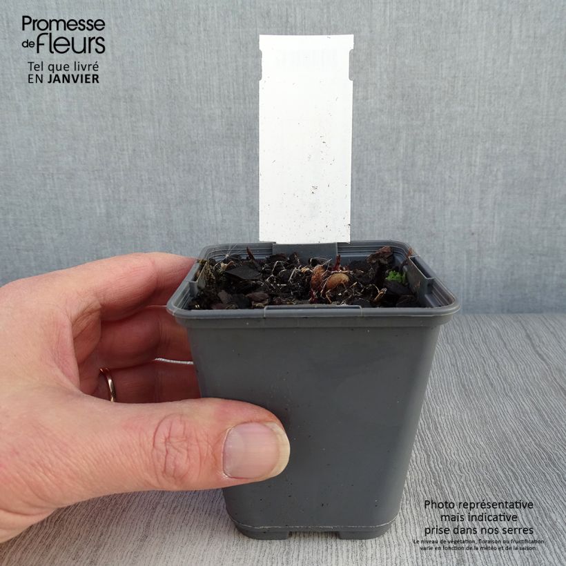 Spécimen de Liatris ligulistylis, Plume du Kansas Godet de 8/9 cm tel que livré en hiver