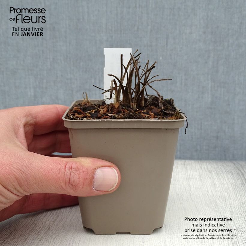 Spécimen de Liatris pycnostachya Godet de 8/9 cm tel que livré en hiver