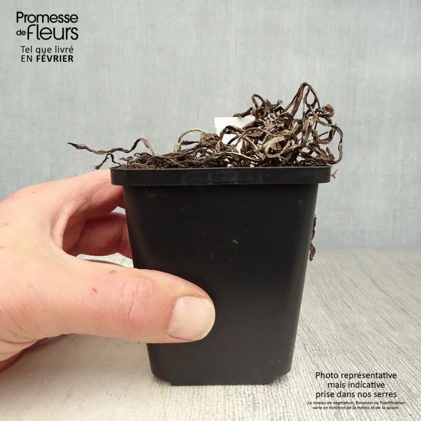 Spécimen de Liatris spicata, Liatride à épis, Plume du Kansas Godet de 8/9 cm tel que livré en hiver