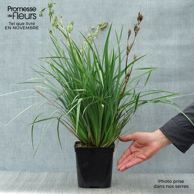 Spécimen de Libertia Caerulescens Pot de 2L/3L tel que livré en automne