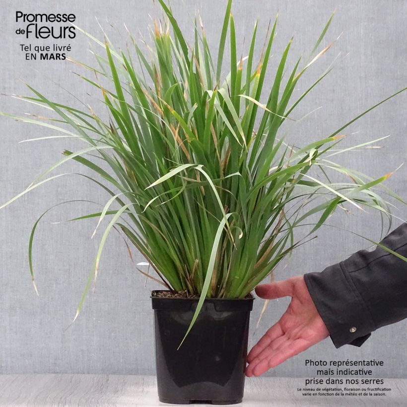 Spécimen de Libertia Caerulescens Pot de 2L/3L tel que livré au printemps