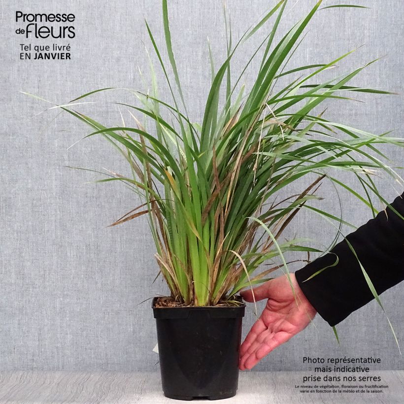 Spécimen de Libertia Caerulescens Pot de 2L/3L tel que livré en hiver