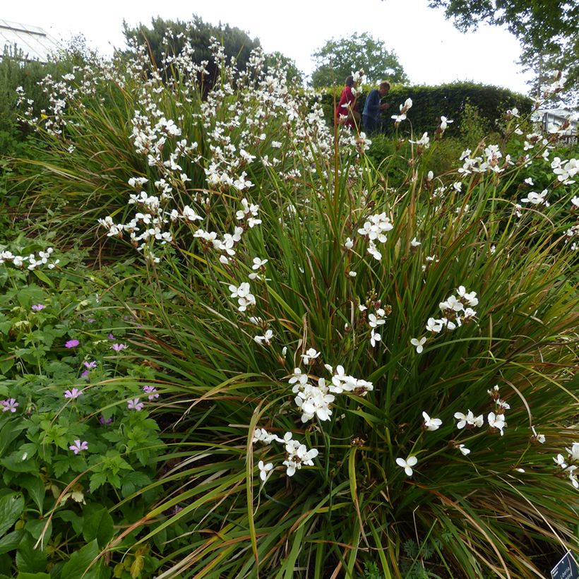 Libertia formosa - Iris du Chili (Port)