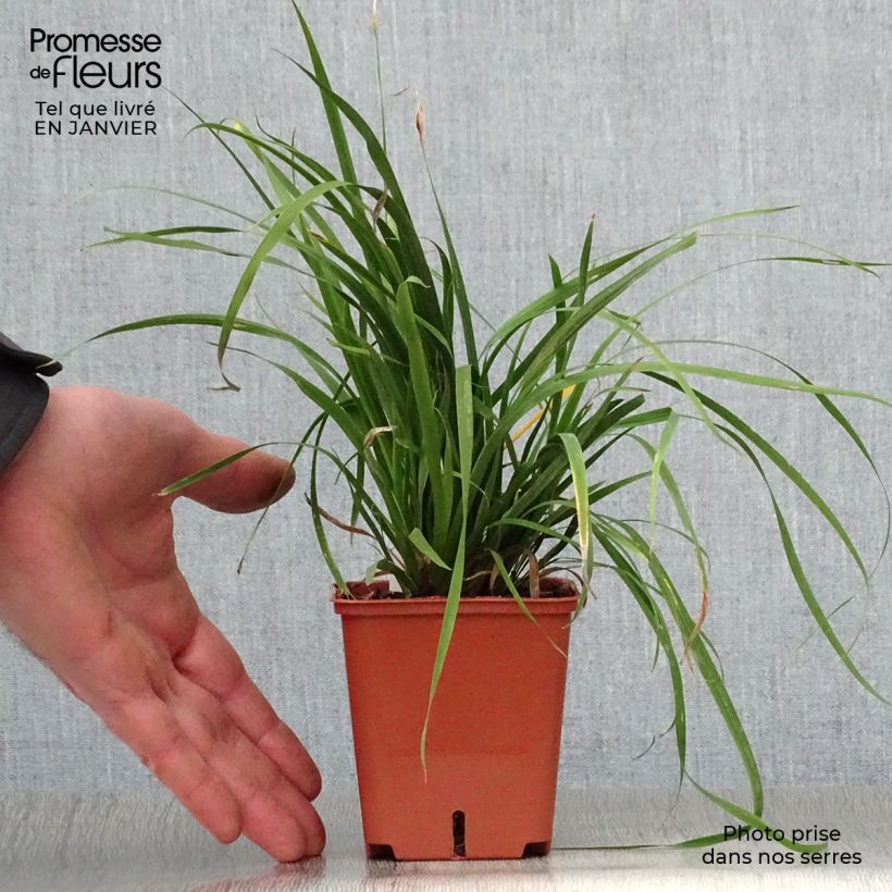 Spécimen de Libertia grandiflora  Godet de 8/9 cm tel que livré en hiver