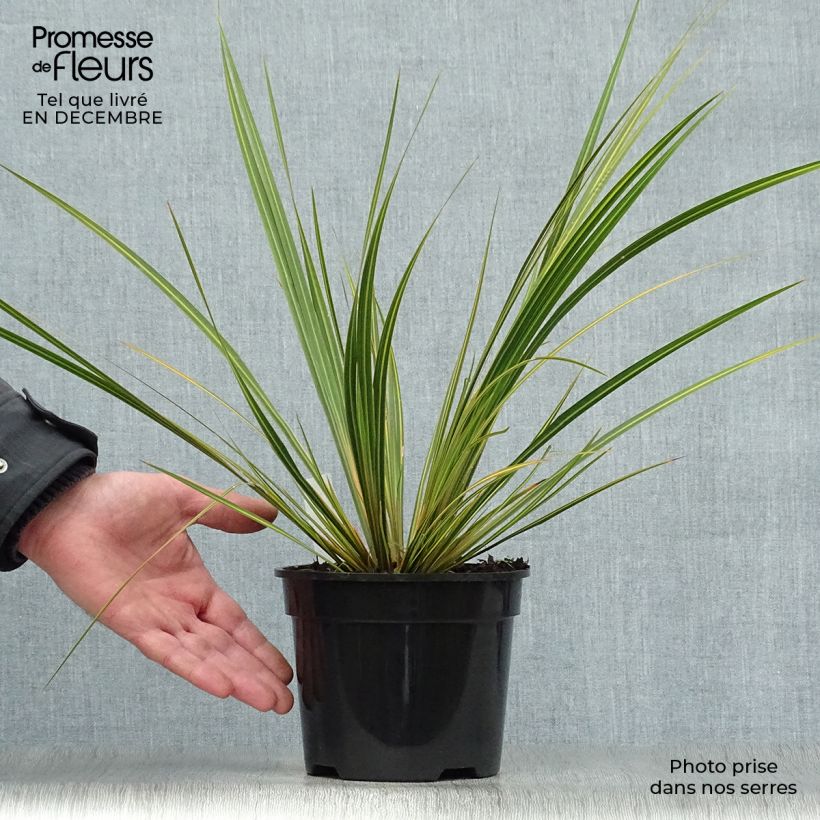 Spécimen de Libertia ixioides Goldfinger Pot de 2L/3L tel que livré en hiver