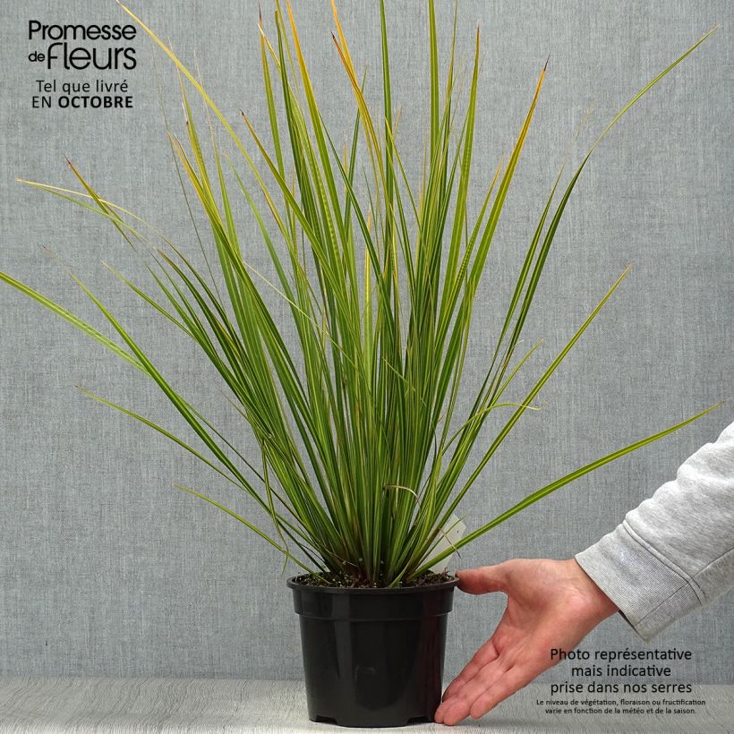 Spécimen de Libertia ixioides Goldfinger Pot de 2L/3L tel que livré en automne