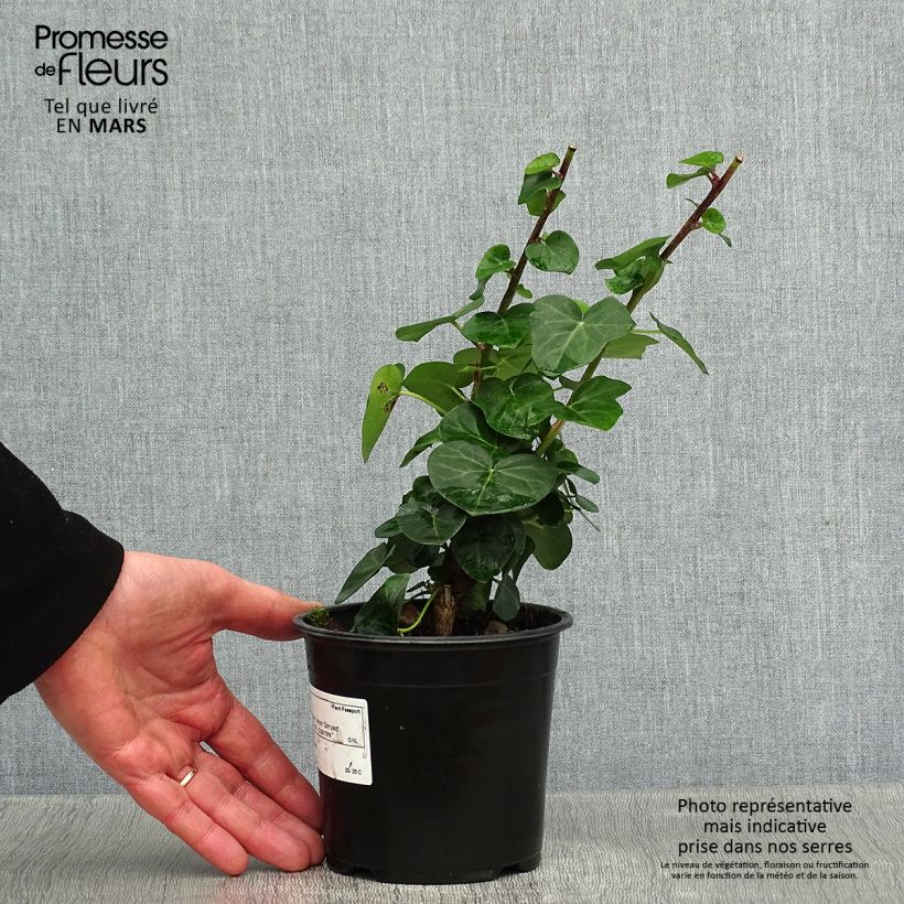 Spécimen de Lierre arbustif - Hedera helix Arbori Compact Pot de 2L/3L tel que livré en hiver