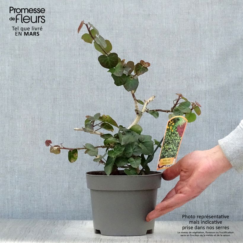Spécimen de Lierre arbustif - Hedera helix Arbori Compact Pot de 2L/3L tel que livré au printemps