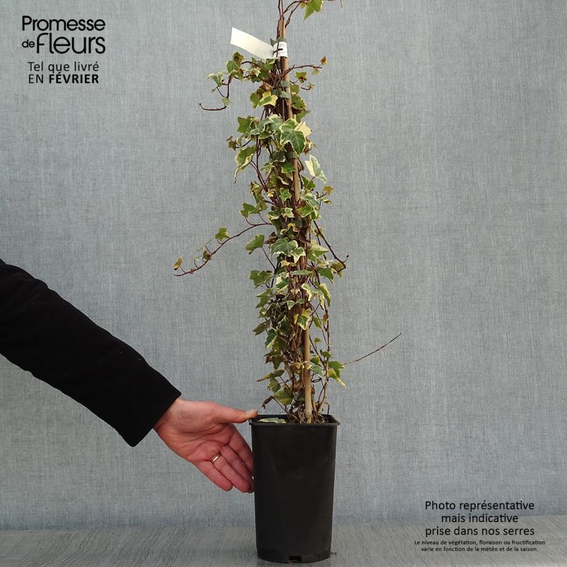 Spécimen de Lierre commun - Hedera helix Goldchild Pot de 1,5L/2L tel que livré en hiver