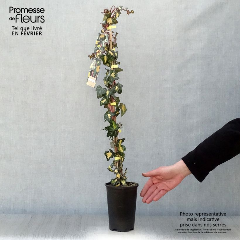 Spécimen de Lierre commun - Hedera helix Goldheart Pot de 1,5L/2L tel que livré en hiver