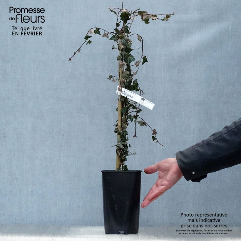 Spécimen de Lierre commun - Hedera helix Needlepoint Pot de 2L/3L tel que livré en hiver
