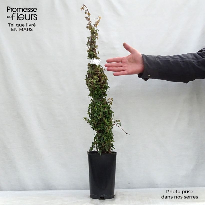 Spécimen de Lierre commun - Hedera helix Needlepoint Pot de 2L/3L tel que livré au printemps