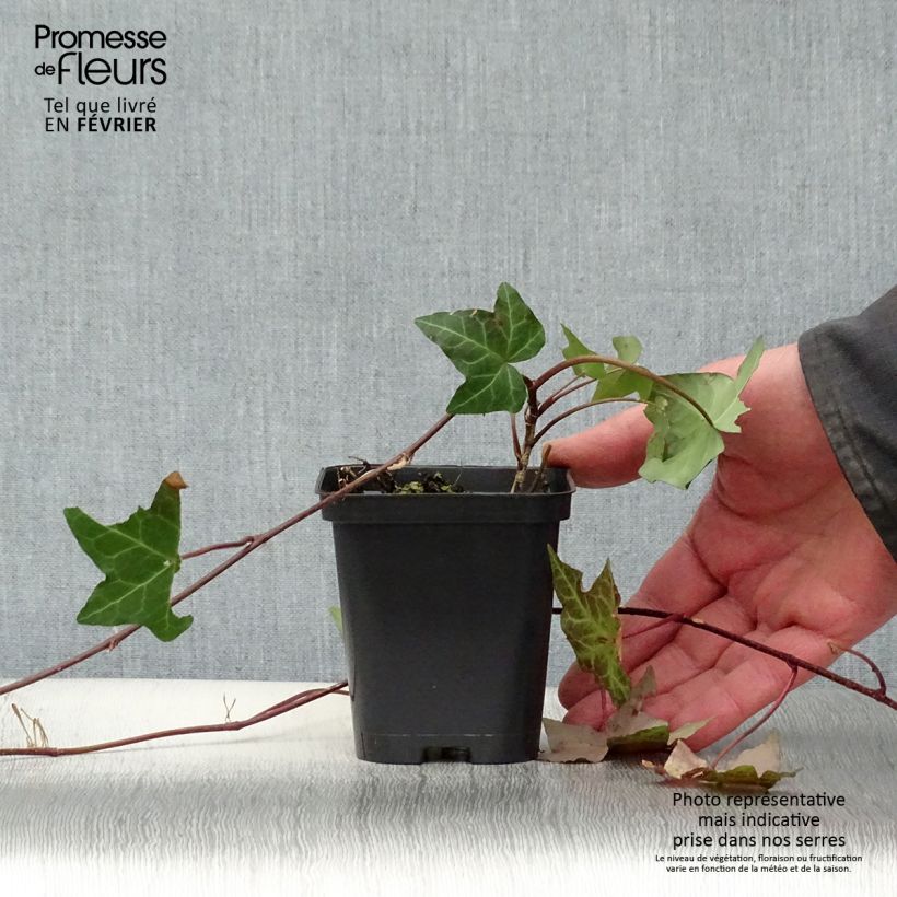 Spécimen de Lierre commun - Hedera helix Godet de 8/9 cm tel que livré en hiver