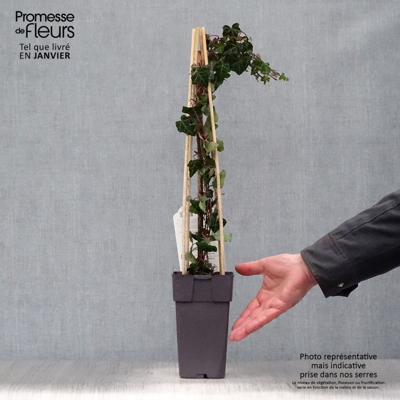 Spécimen de Lierre commun - Hedera helix Pot de 1L/1,5L tel que livré en hiver