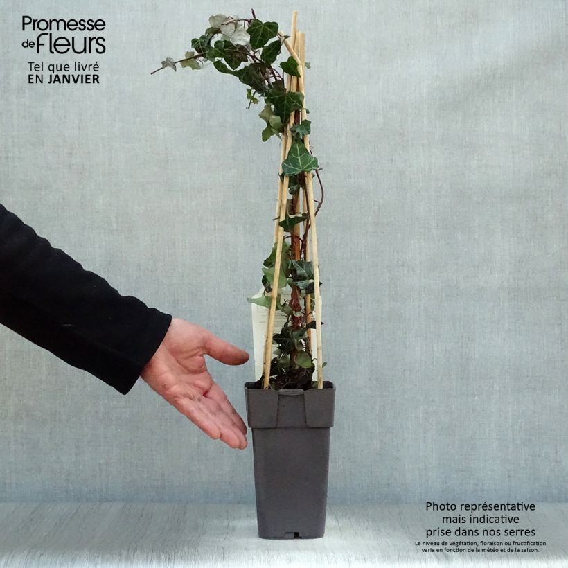 Spécimen de Lierre commun - Hedera helix Pot de 2L/3L, Plante forte de + 18 mois tel que livré en hiver
